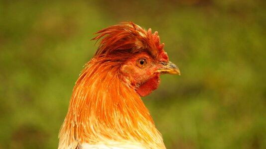 Animals birds insects