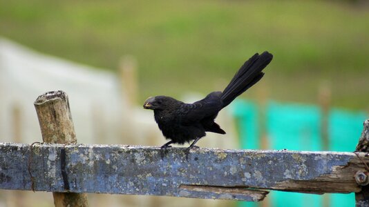 Animals birds insects