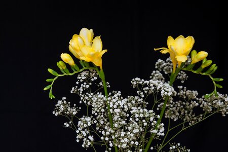 Yellow freesia tiresome schnittblume