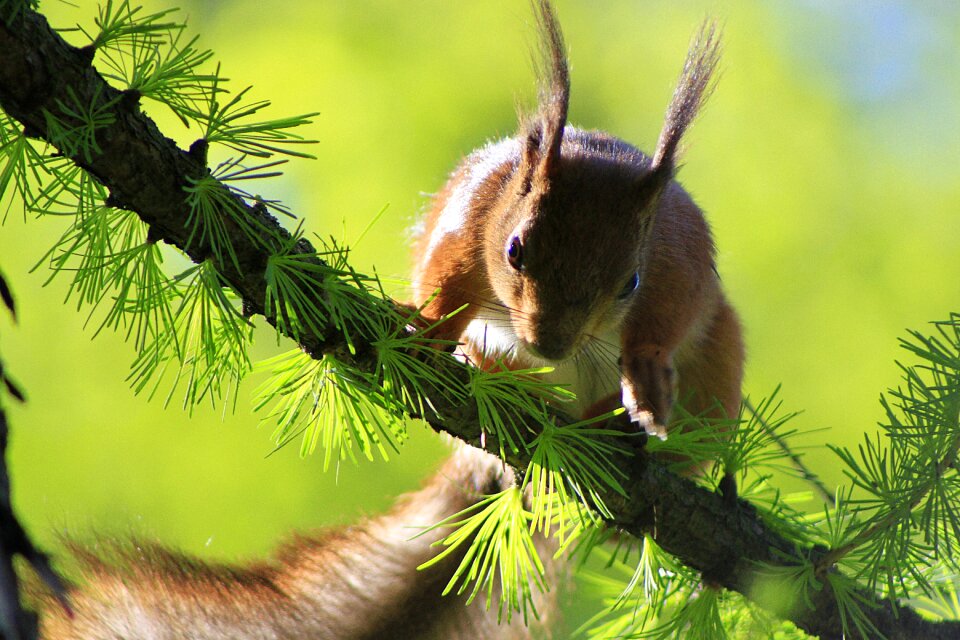 Rodent branch walnut