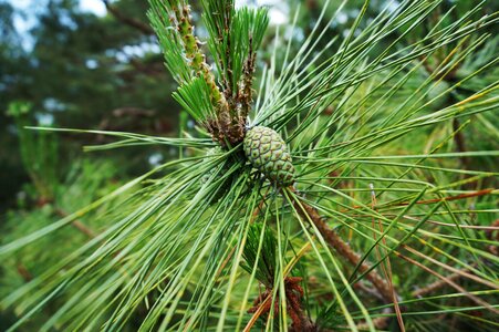 Green pine tree evergreen photo