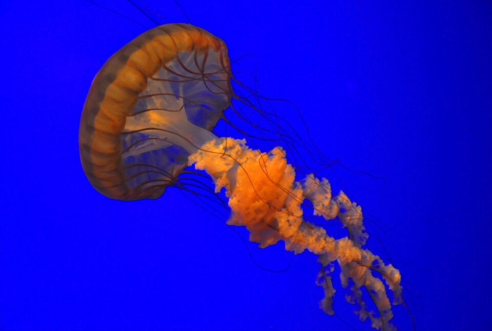 Blue aquarium underwater photo