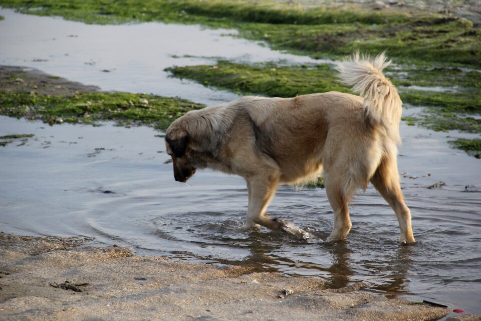 Dog animal marine