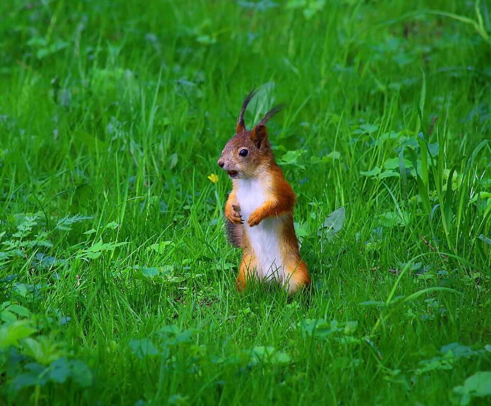 In the park animals living nature