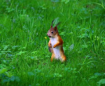 In the park animals living nature