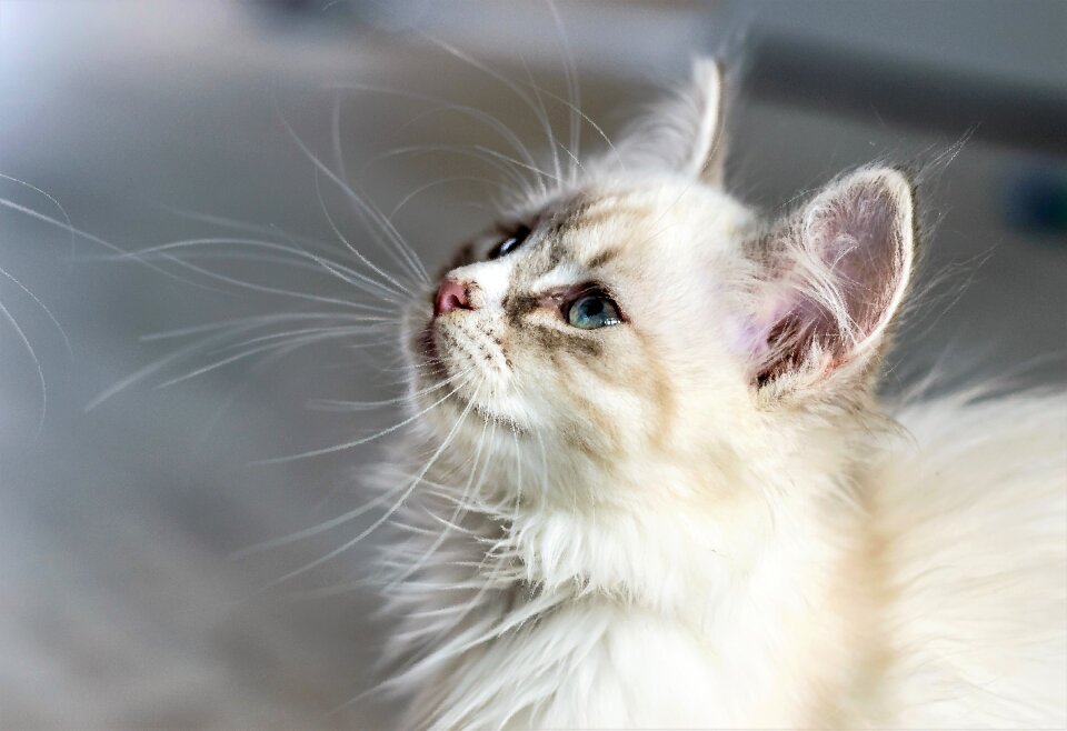 Young cat kitten animal