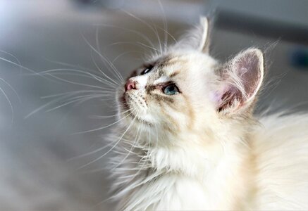 Young cat kitten animal photo