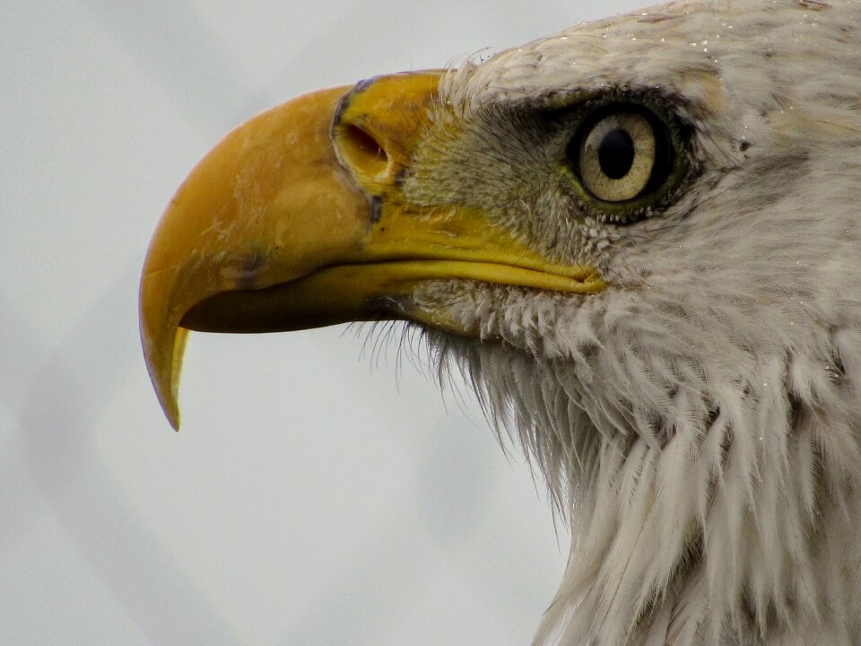 Predator beak bald eagle