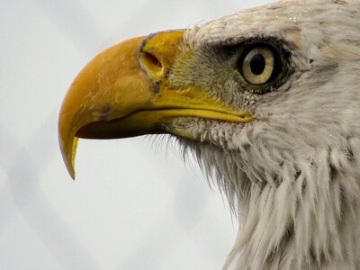 Predator beak bald eagle photo