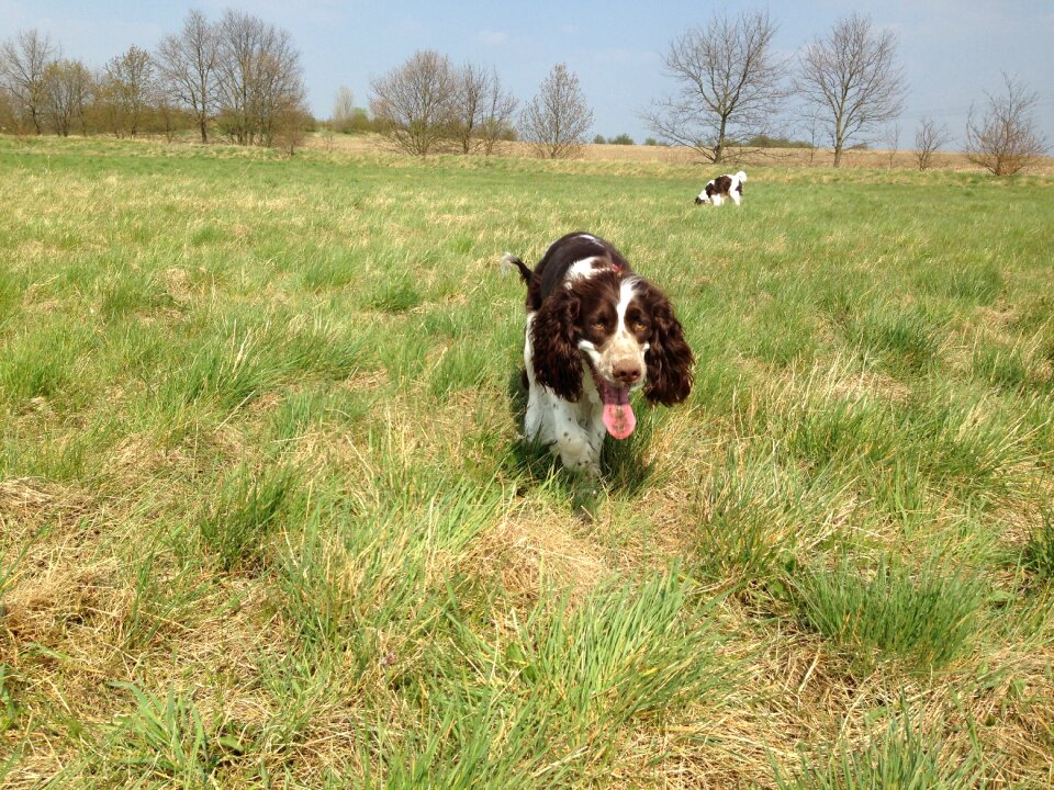 Dog pet Free photos