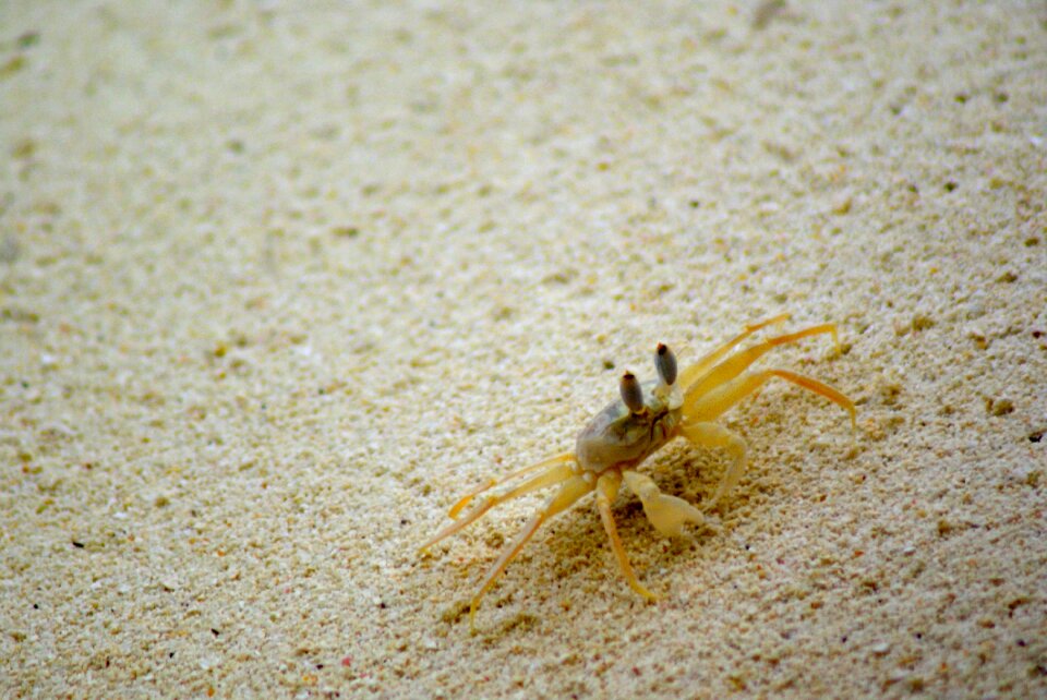 Mar nature animal