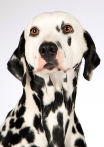 Dog head dog breed attention
