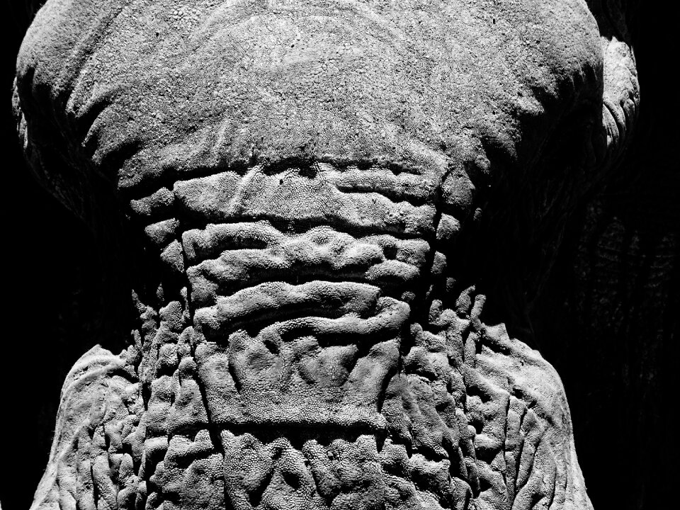 Look wild elephant africa