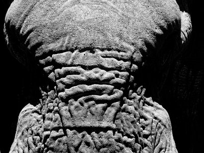 Look wild elephant africa