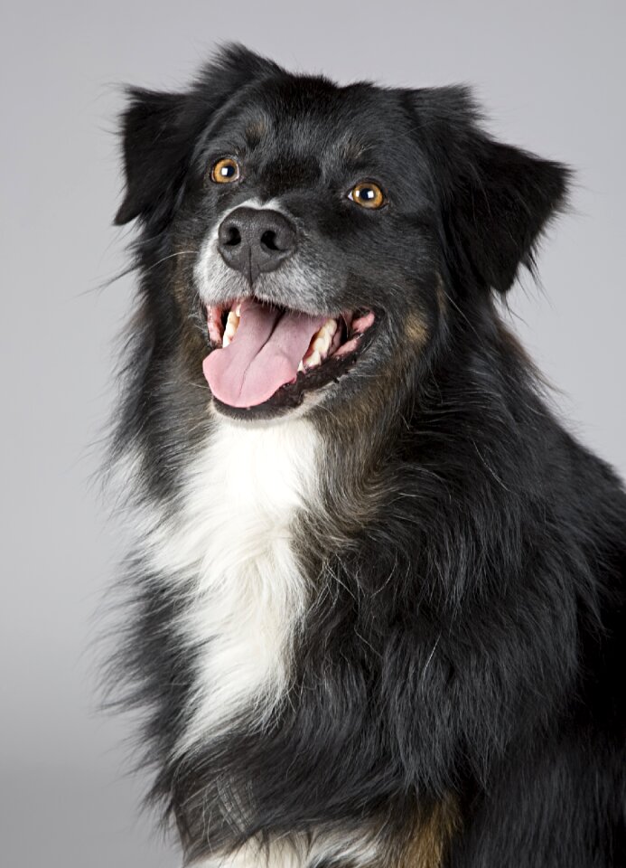 Close up awakened dog portrait