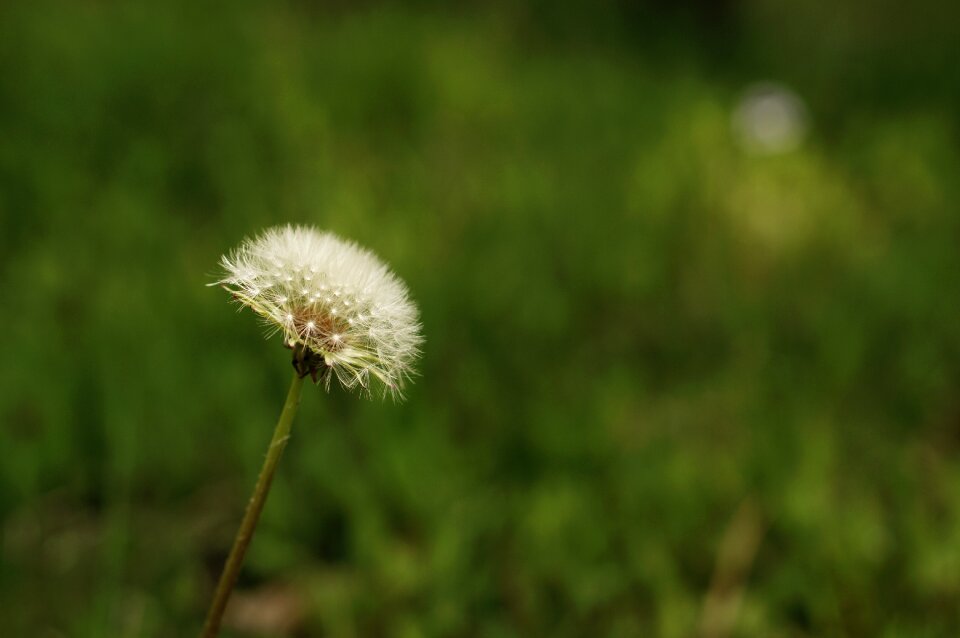 Dandelion summer nature