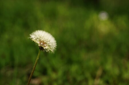 Dandelion summer nature