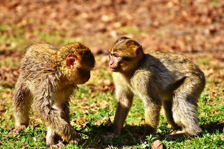 Endangered species monkey mountain salem animal