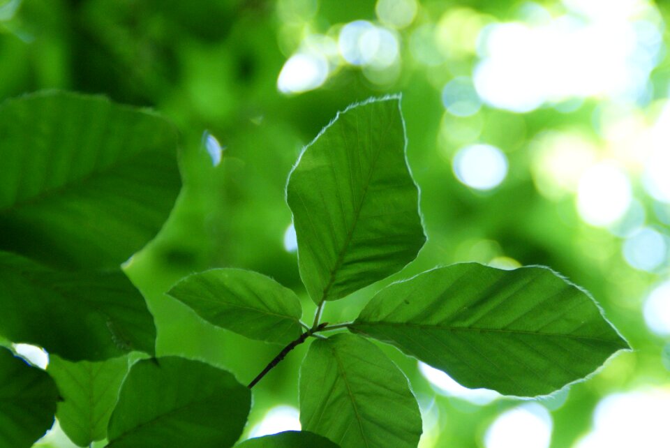 Green forest green leaves