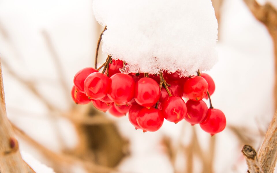 Cold white fruit