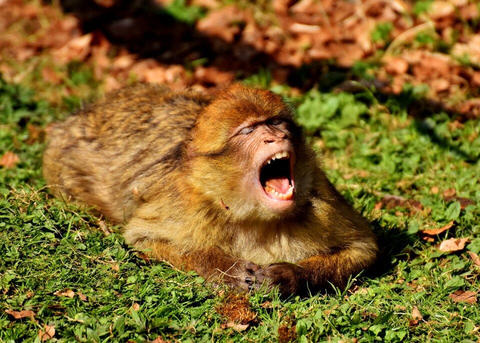 Endangered species monkey mountain salem animal
