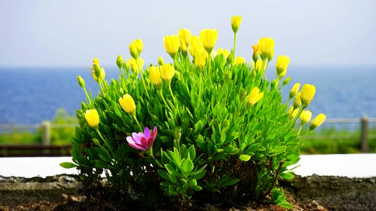 Spring summer nature