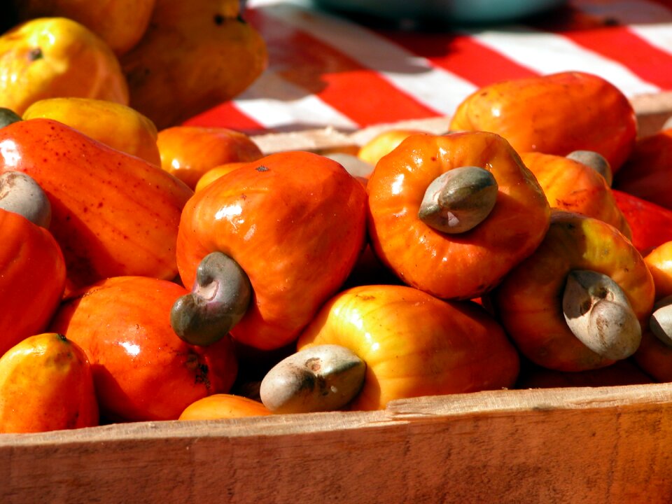 Fruit cashew nuts brazil