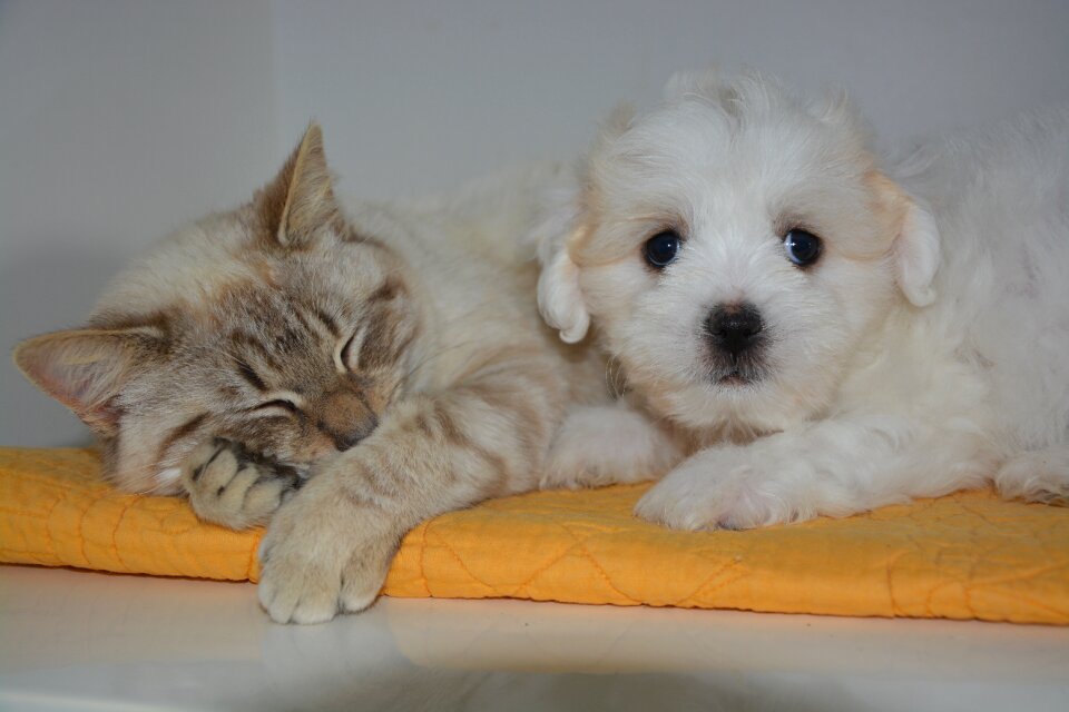 Animals domestic animal dog cat