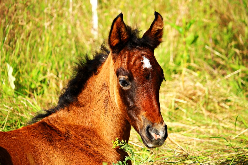 Brown mold horse head grass