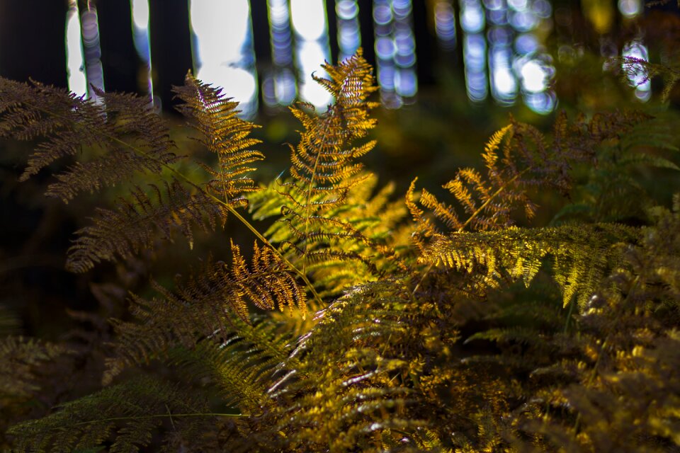 Green tree foliage