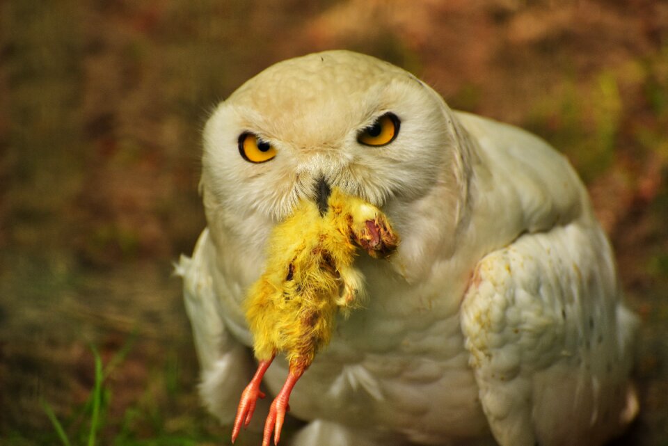 Chicken feather white