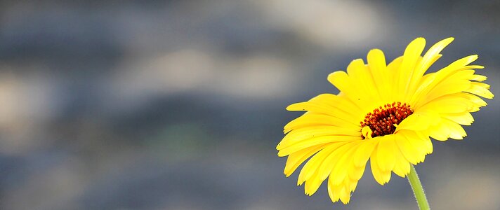 Plant blossom bloom