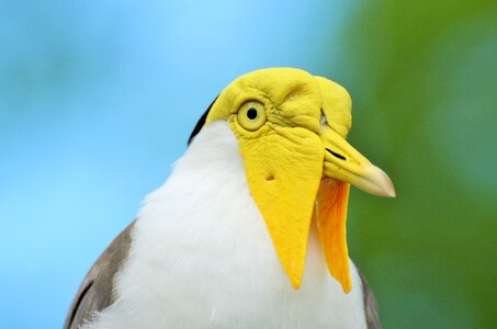 Exotic bird yellow-headed bird zoo
