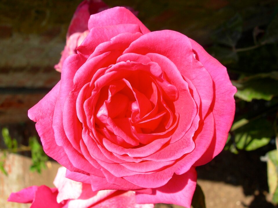 Macro close love