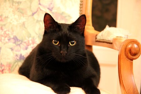Black cat pet feline