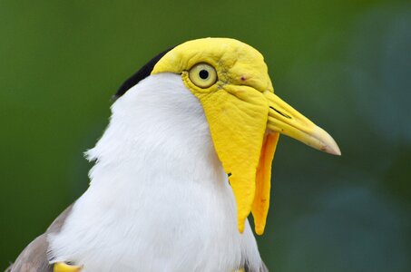 Exotic bird yellow-headed bird zoo