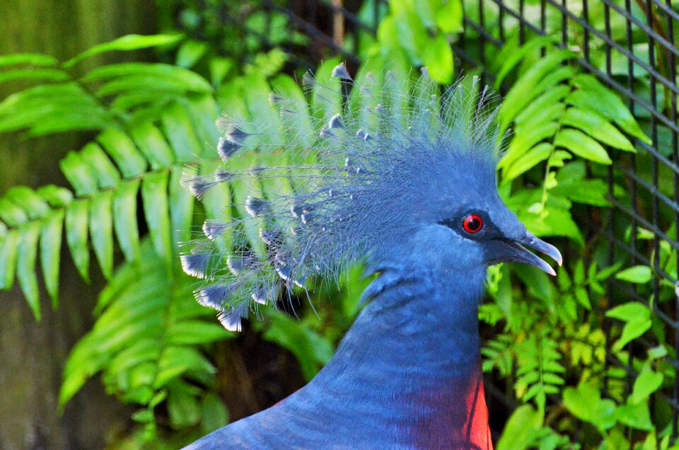 Bird with red eyes animals fauna photo