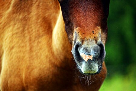 Brown mold horse head nostrils photo