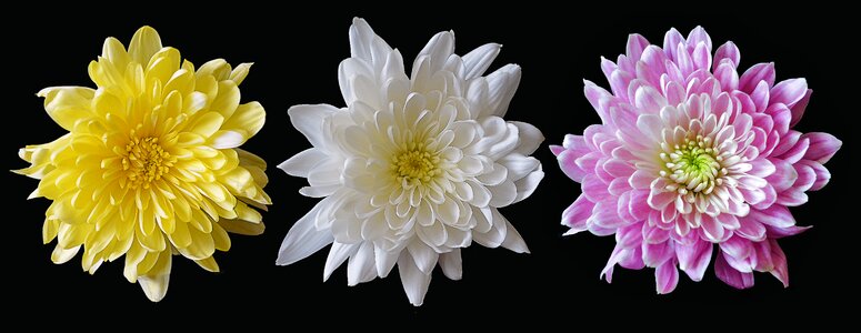 Pink yellow white