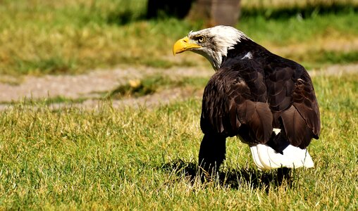 Raptor bald eagle bird of prey photo