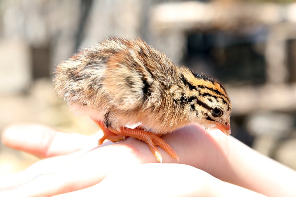 Chick chicken cockerel
