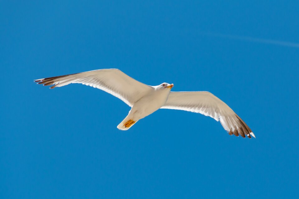 Seagull coast water bird