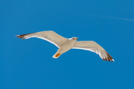 Seagull coast water bird photo