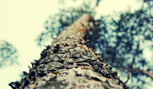 Nature the bark trunk