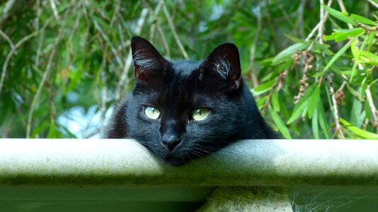 Black cat eyes kitty photo