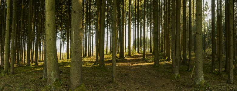 Trail trees tree trunks