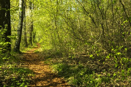 Nature forest path hiking photo