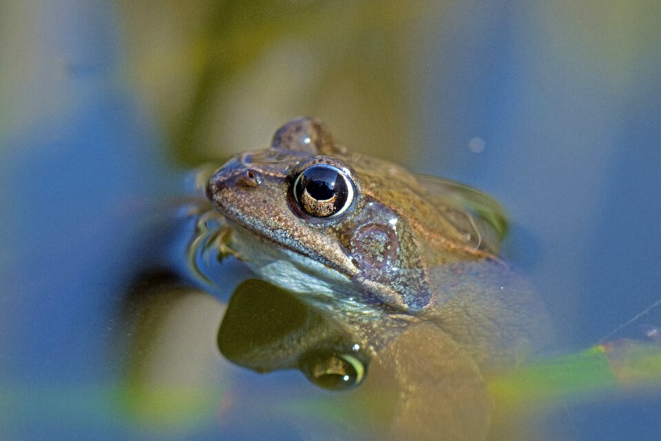 Amphibians rana temporaria spring