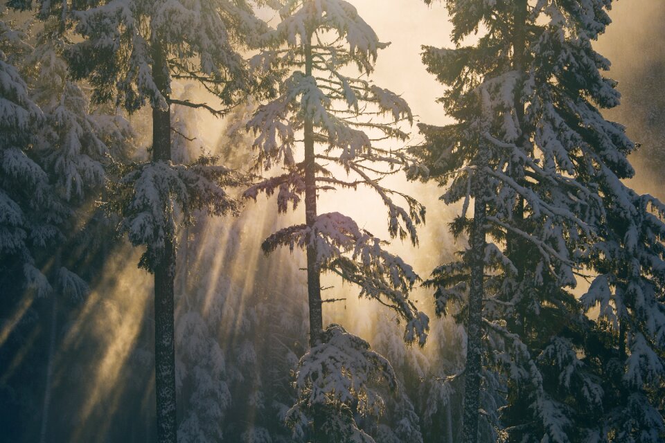 Outdoors snow trees photo