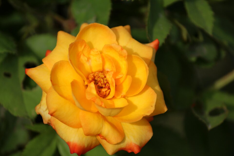 Yellow rose rose flower